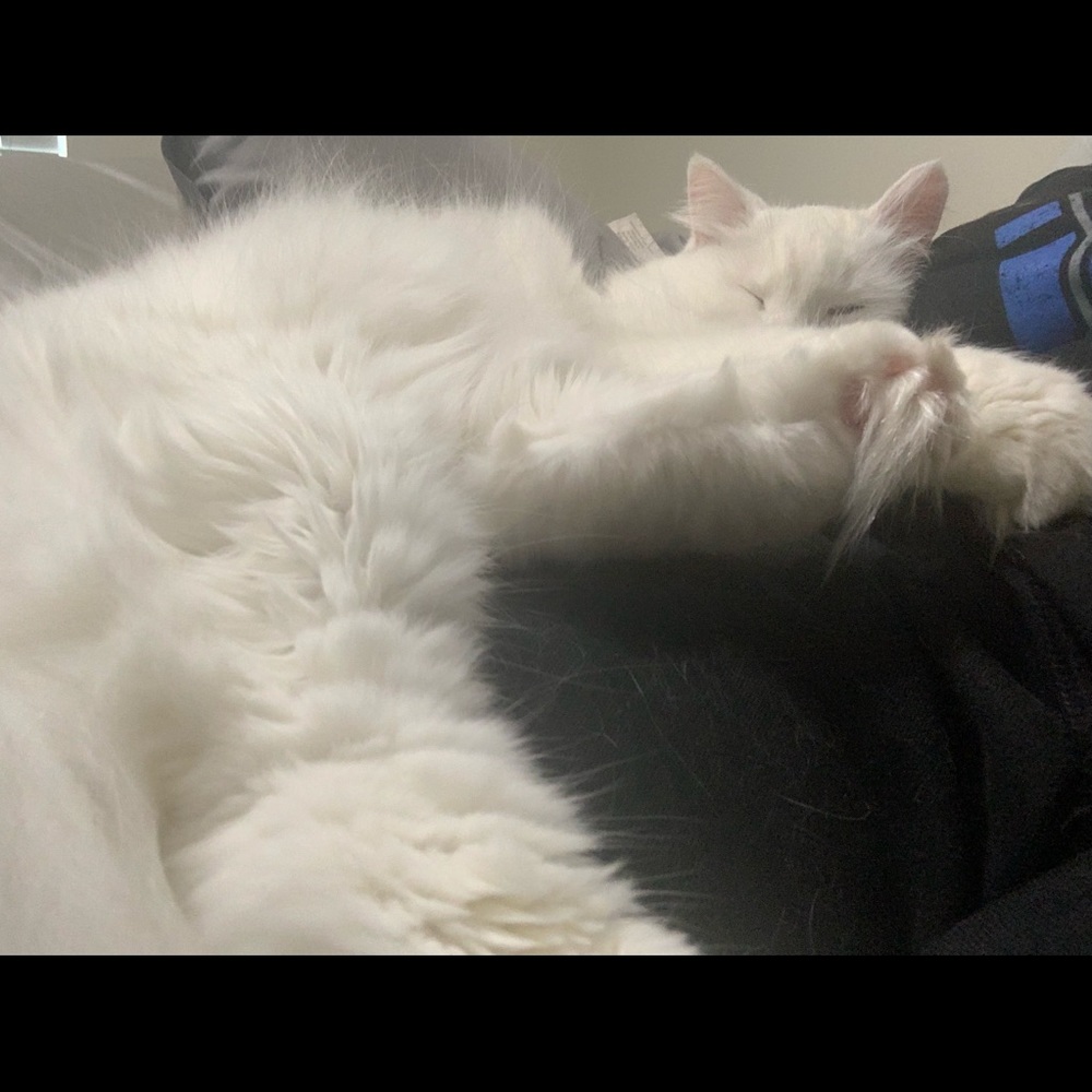 Meet your Posher, Dee